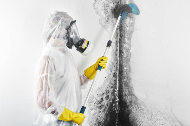 Mold Documentation for Insurance Claims in Willow Grove, TX